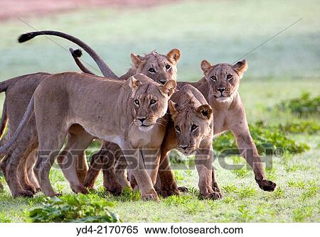 African Lion (Panthera leo), Kgalagadi Transfrontier Park, Kalahari desert, South Africa. View Large Photo Image Stock Photography - African Lion (Panthera leo), Kgalagadi Transfrontier Park, Kalahari desert, South Africa.. Fotosearch