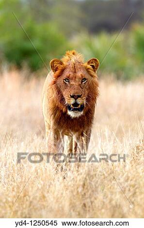 African lion Panthera leo - Male, after eat, Kruger National Park, South Africa View Large Photo Image Stock Photography - African lion Panthera leo - Male, after eat, Kruger National Park, South Africa. Fotosearch