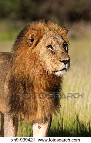 African Lion Panthera leo - Male, Etosha National Park, Namibia View Large Photo Image Stock Image - African Lion Panthera leo - Male, Etosha National Park, Namibia. Fotosearch