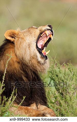 African lion Panthera leo - Male, Kgalagadi Transfrontier Park, Kalahari desert, South Africa View Large Photo Image Stock Image - African lion Panthera leo - Male, Kgalagadi Transfrontier Park, Kalahari desert, South Africa. Fotosearch