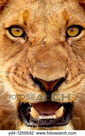 African lion Panthera leo - Male, Kruger National Park, South Africa View Large Photo Image Stock Image - African lion Panthera leo - Male, Kruger National Park, South Africa. Fotosearch