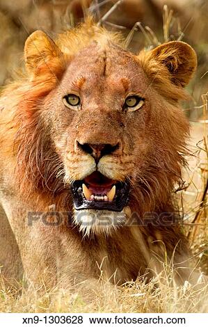 African lion Panthera leo - Male, young, after eat, Kruger National Park, South Africa View Large Photo Image Stock Photo - African lion Panthera leo - Male, young, after eat, Kruger National Park, South Africa. Fotosearch