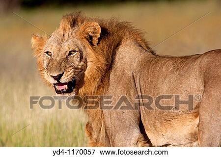 Stock Photo - African lion Panthera leo - Male, Etosha National Park, Namibia. Fotosearch