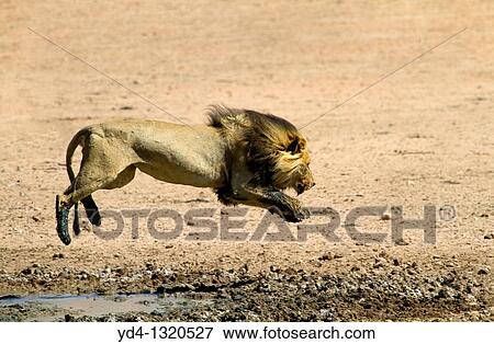 African Lion Panthera leo - Male, junping the waterhole, Kgalagadi Transfrontier Park, Kalahari desert, South Africa View Large Photo Image Stock Photo - African Lion Panthera leo - Male, junping the waterhole, Kgalagadi Transfrontier Park, Kalahari desert, South Africa. Fotosearch