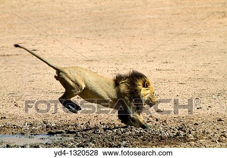 African Lion Panthera leo - Male, junping the waterhole, Kgalagadi Transfrontier Park, Kalahari desert, South Africa View Large Photo Image Stock Photo - African Lion Panthera leo - Male, junping the waterhole, Kgalagadi Transfrontier Park, Kalahari desert, South Africa. Fotosearch
