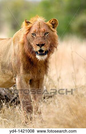 African lion Panthera leo - Male, Kruger National Park, South Africa View Large Photo Image Stock Photo - African lion Panthera leo - Male, Kruger National Park, South Africa. Fotosearch