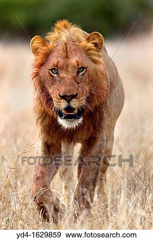 Stock Photo - African lion Panthera leo - Male, young, after eat, Kruger National Park, South Africa. Fotosearch