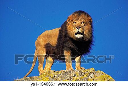 AFRICAN LION panthera leo, MALE STANDING ON ROCK View Large Photo Image Stock Photo - AFRICAN LION panthera leo, MALE STANDING ON ROCK. Fotosearch