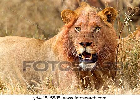 African lion Panthera leo - Male, Kruger National Park, South Africa View Large Photo Image Stock Photography - African lion Panthera leo - Male, Kruger National Park, South Africa. Fotosearch