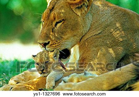 AFRICAN LION panthera leo, MOTHER LICKING BABY View Large Photo Image Stock Photograph - AFRICAN LION panthera leo, MOTHER LICKING BABY. Fotosearch