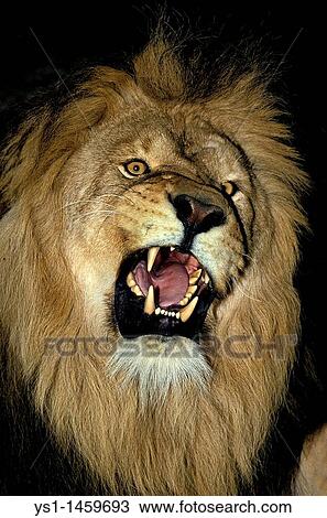 Stock Image - AFRICAN LION panthera leo, PORTRAIT OF MALE SNARLING. Fotosearch