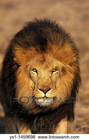 AFRICAN LION panthera leo, PORTRAIT OF MALE View Large Photo Image Stock Photo - AFRICAN LION panthera leo, PORTRAIT OF MALE. Fotosearch