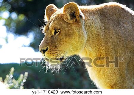 African Lion, panthera leo, Portrait of Female View Large Photo Image Stock Photo - African Lion, panthera leo, Portrait of Female. Fotosearch