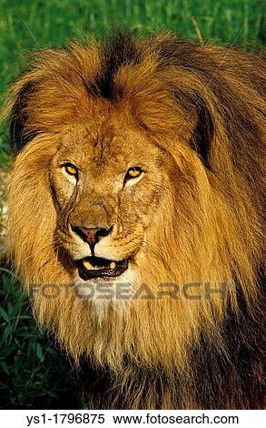 African Lion, panthera leo, Portrait of Male View Large Photo Image Stock Photography - African Lion, panthera leo, Portrait of Male. Fotosearch