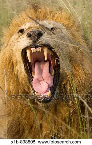 African Lion Panthera leo with a split tongue at Maasai Mara, Kenya View Large Photo Image Stock Photography - African Lion Panthera leo with a split tongue at Maasai Mara, Kenya. Fotosearch