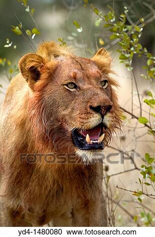 African Lion Panthera leo - young male, kruger National Park, South Africa View Large Photo Image Stock Image - African Lion Panthera leo - young male, kruger National Park, South Africa. Fotosearch