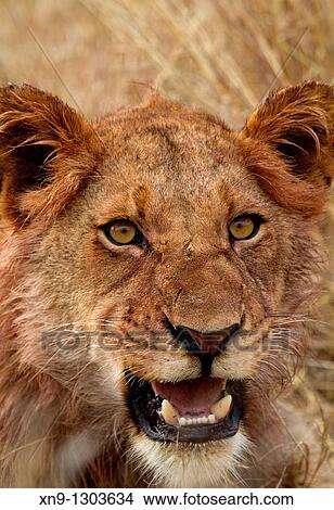 African Lion (Panthera leo), young, after eating, Kruger National Park, South Africa. View Large Photo Image Picture - African Lion (Panthera leo), young, after eating, Kruger National Park, South Africa.. Fotosearch