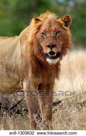 African Lion (Panthera leo), young, after eating, Kruger National Park, South Africa. View Large Photo Image Stock Image - African Lion (Panthera leo), young, after eating, Kruger National Park, South Africa.. Fotosearch