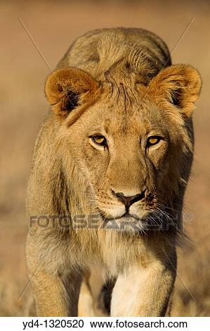 Stock Image - African Lion Panthera leo - Young Males, Kgalagadi Transfrontier Park, Kalahari desert, South Africa. Fotosearch