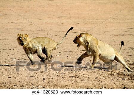 African Lion Panthera leo - Young Males, fighting, Kgalagadi Transfrontier Park, Kalahari desert, South Africa View Large Photo Image Stock Image - African Lion Panthera leo - Young Males, fighting, Kgalagadi Transfrontier Park, Kalahari desert, South Africa. Fotosearch