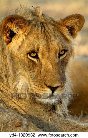 African Lion Panthera leo - Young, Kgalagadi Transfrontier Park, Kalahari desert, South Africa View Large Photo Image Stock Image - African Lion Panthera leo - Young, Kgalagadi Transfrontier Park, Kalahari desert, South Africa. Fotosearch