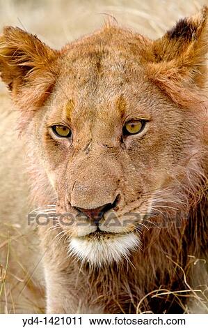 African Lion Panthera leo - Young, after eat, Kruger National Park, South Africa View Large Photo Image Stock Image - African Lion Panthera leo - Young, after eat, Kruger National Park, South Africa. Fotosearch
