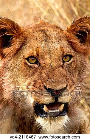 African lion (Panthera leo) - Young Male, Kruger National Park, South Africa. View Large Photo Image Stock Photo - African lion (Panthera leo) - Young Male, Kruger National Park, South Africa.. Fotosearch