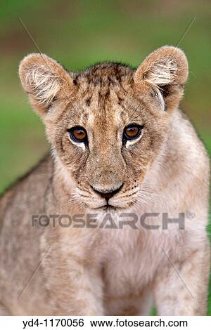 Stock Photograph - African Lion Panthera leo - Young, Kgalagadi Transfrontier Park, Kalahari desert, South Africa. Fotosearch