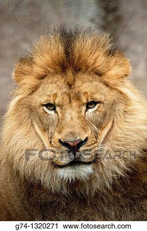 Stock Image - African lion portrait, zoo captive. Fotosearch