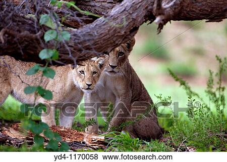 African Lions Panthera leo - Cubs, in the bush, Kgalagadi Transfrontier park, Kalahari desert, South Africa View Large Photo Image Stock Photo - African Lions Panthera leo - Cubs, in the bush, Kgalagadi Transfrontier park, Kalahari desert, South Africa. Fotosearch