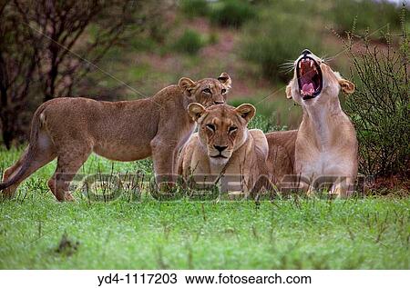African Lions Panthera leo, in the rain, Kgalagadi Transfrontier Park, Kalahari desert, South Africa View Large Photo Image Stock Image - African Lions Panthera leo, in the rain, Kgalagadi Transfrontier Park, Kalahari desert, South Africa. Fotosearch