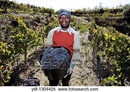 Stock Photography - African man holding a bucket full of grapes that he has picked from a vineyard in the Priorat wine region of Catalonia, Spain. Fotosearch