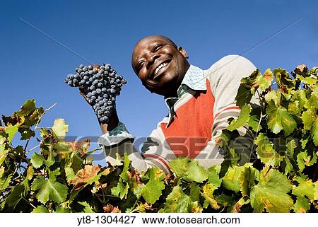 African man holding a bunch of grapes that he has picked from a vineyard in the Priorat wine region of Catalonia, Spain View Large Photo Image Stock Photo - African man holding a bunch of grapes that he has picked from a vineyard in the Priorat wine region of Catalonia, Spain. Fotosearch