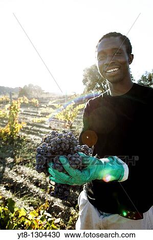 Stock Image - African man holding bunches of grapes that he has picked from a vineyard in the Priorat wine region of Catalonia, Spain. Fotosearch