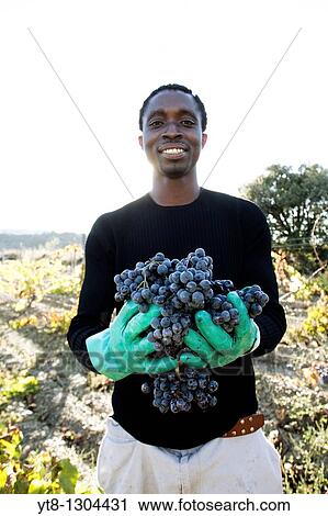 Stock Image - African man holding bunches of grapes that he has picked from a vineyard in the Priorat wine region of Catalonia, Spain. Fotosearch