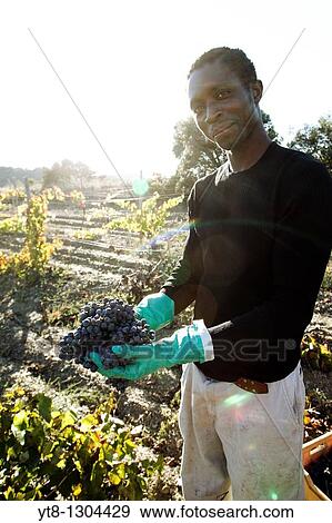 African man holding bunches of grapes that he has picked from a vineyard in the Priorat wine region of Catalonia, Spain View Large Photo Image Stock Photo - African man holding bunches of grapes that he has picked from a vineyard in the Priorat wine region of Catalonia, Spain. Fotosearch