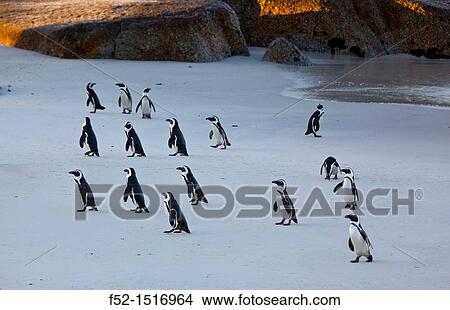 AFRICAN PENGUIN, False Bay, South Africa, Africa. View Large Photo Image Picture - AFRICAN PENGUIN, False Bay, South Africa, Africa.. Fotosearch