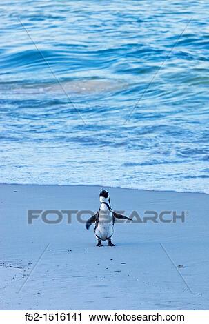 Stock Image - AFRICAN PENGUIN, False Bay, South Africa, Africa.. Fotosearch