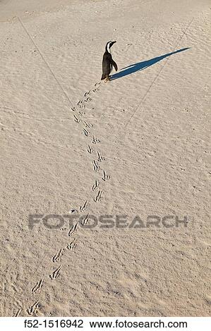 Stock Image - AFRICAN PENGUIN, False Bay, South Africa, Africa.. Fotosearch