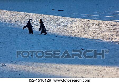 AFRICAN PENGUIN, False Bay, South Africa, Africa. View Large Photo Image Stock Photo - AFRICAN PENGUIN, False Bay, South Africa, Africa.. Fotosearch