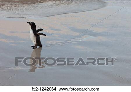 African Penguin (Spheniscus demersus), Boulders Beach, Table Mountain National Park, False Bay, South Africa View Large Photo Image Picture - African Penguin (Spheniscus demersus), Boulders Beach, Table Mountain National Park, False Bay, South Africa. Fotosearch