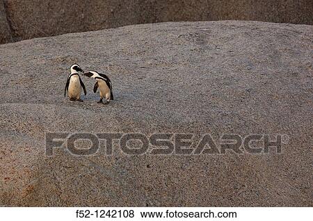 African Penguin (Spheniscus demersus), Boulders Beach, Table Mountain National Park, False Bay, South Africa View Large Photo Image Stock Photo - African Penguin (Spheniscus demersus), Boulders Beach, Table Mountain National Park, False Bay, South Africa. Fotosearch