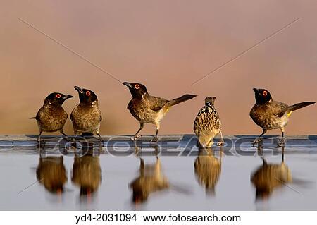 African red-eyed Bulbul (Pycnonotus nigricans), and Lasser Masked Weaver (Ploceus intermedius), in the swimming pool, Opuwo, Kaokoland, Namibia. 1015 View Large Photo Image Picture - African red-eyed Bulbul (Pycnonotus nigricans), and Lasser Masked Weaver (Ploceus intermedius), in the swimming pool, Opuwo, Kaokoland, Namibia. 1015. Fotosearch