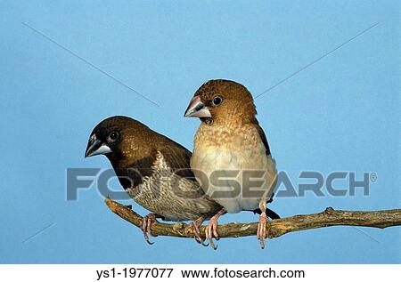 Stock Photo - African Silverbill, lonchura cantans, Pair standing on Branch.. Fotosearch