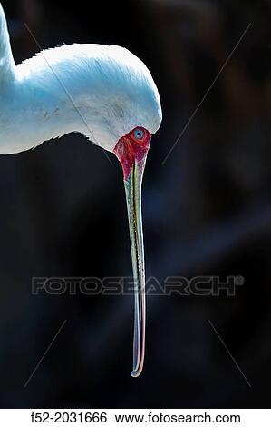 African Spoonbill (Platalea alba), Kenya, Africa View Large Photo Image Stock Photograph - African Spoonbill (Platalea alba), Kenya, Africa. Fotosearch