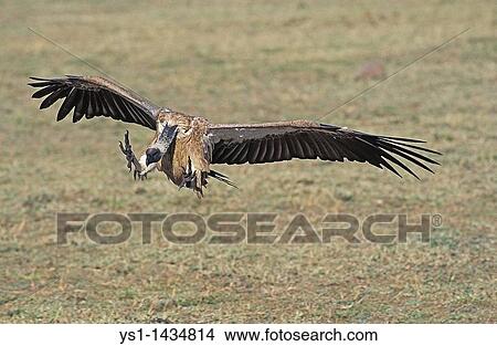 AFRICAN WHITE BACKED VULTURE gyps africanus, ADULT LANDING, KENYA View Large Photo Image Picture - AFRICAN WHITE BACKED VULTURE gyps africanus, ADULT LANDING, KENYA. Fotosearch