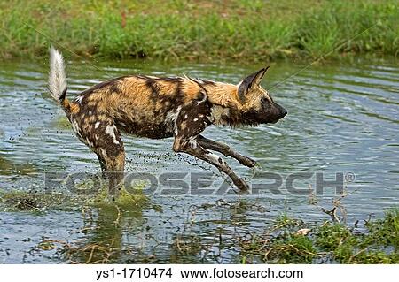 African Wild Dog, lycaon pictus, Adult standing in Water Hole, Namibia View Large Photo Image Picture - African Wild Dog, lycaon pictus, Adult standing in Water Hole, Namibia. Fotosearch