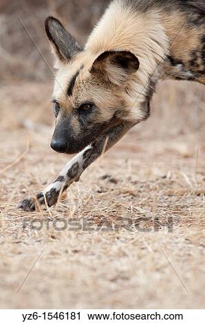 African Wild Dog Lycaon pictus Greater Kruger Park, South Africa View Large Photo Image Stock Image - African Wild Dog Lycaon pictus Greater Kruger Park, South Africa. Fotosearch