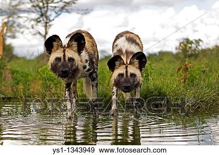 Stock Photo - AFRICAN WILD DOG lycaon pictus, PAIR ENTERING WATER, NAMIBIA. Fotosearch
