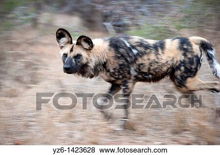 African wild dog (Lycaon pictus) running through dry gras, Greater Kruger Park, South Africa View Large Photo Image Stock Photo - African wild dog (Lycaon pictus) running through dry gras, Greater Kruger Park, South Africa. Fotosearch